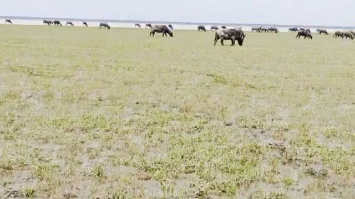 মহিষ