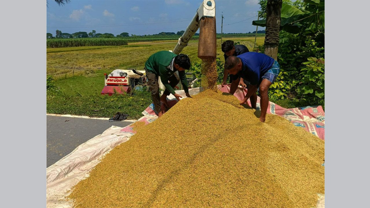 ধান