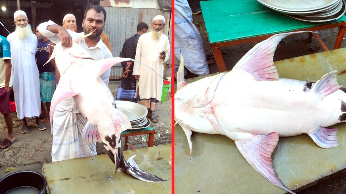 ৩৩ কেজির বাঘাইড় মাছ