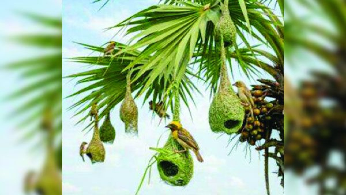 হোসেনপুরে বিলুপ্তির পথে বাবুই পাখি ও তালগাছ