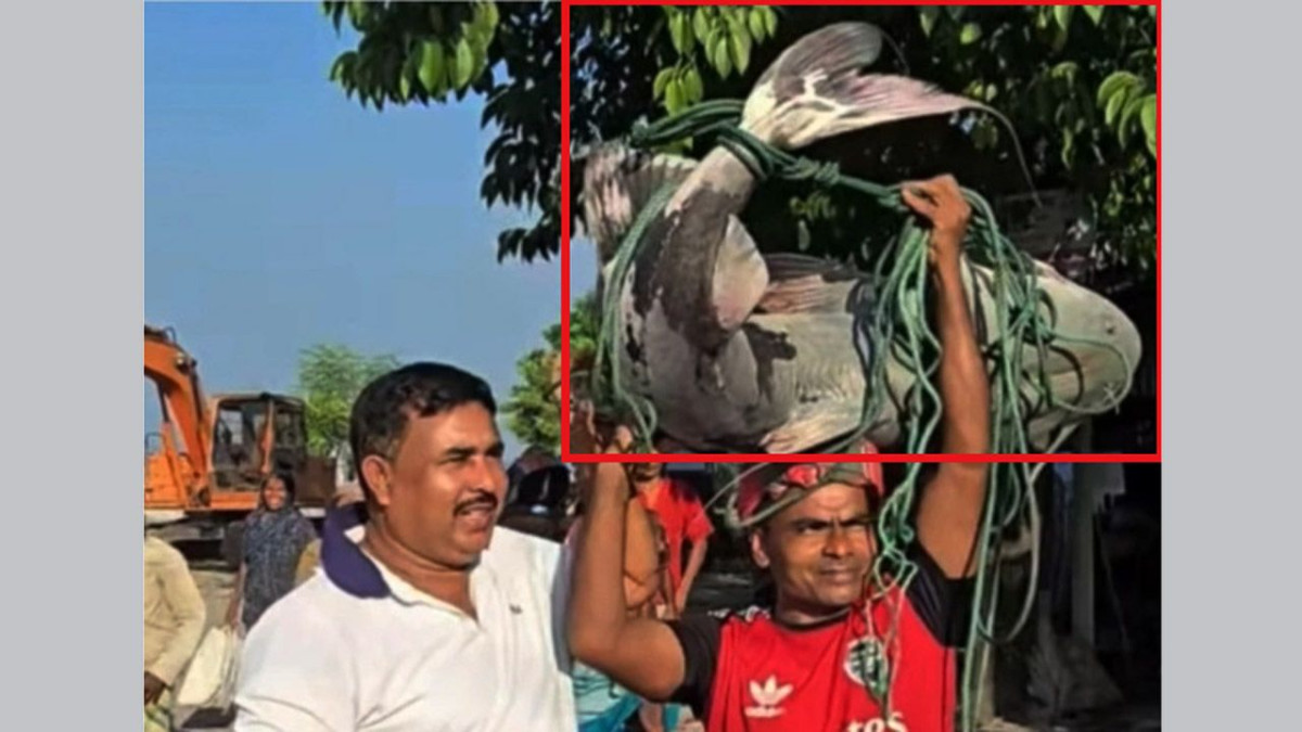 বাঘাইড়