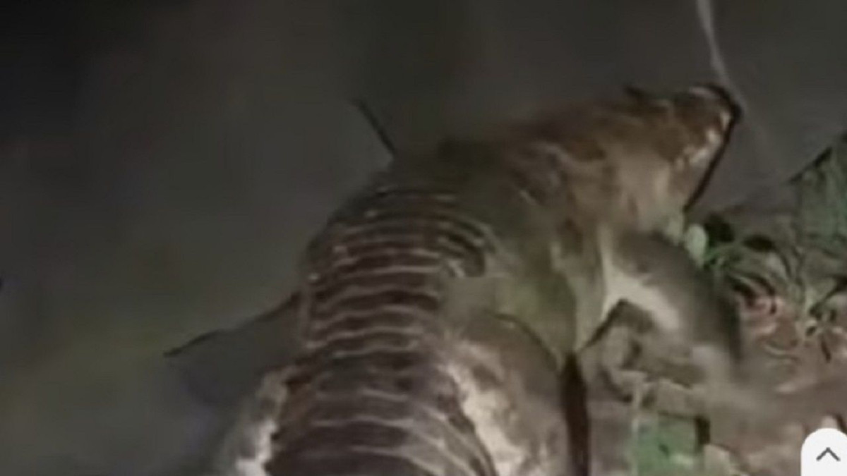 কুমির
