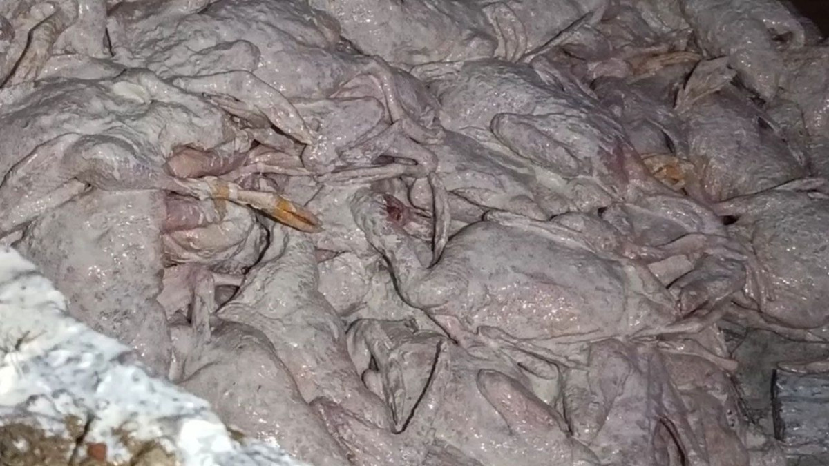 পচা গোশত, ধ্বংস