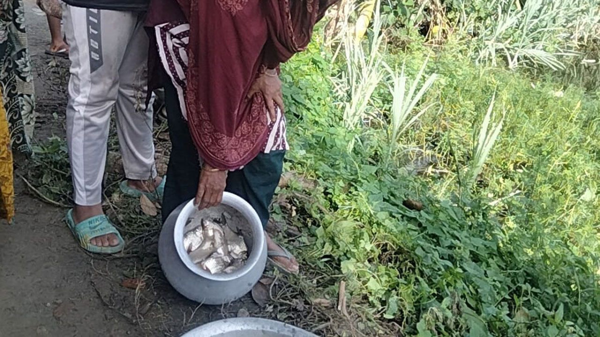 দুর্বৃত্তকারী পুকুরে বিষ