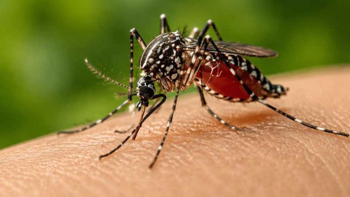 ডেঙ্গুরোগী