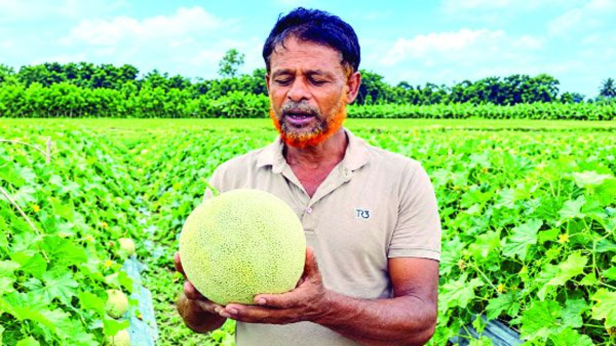 মরুভূমির ফল, সাম্মাম, কৃষি