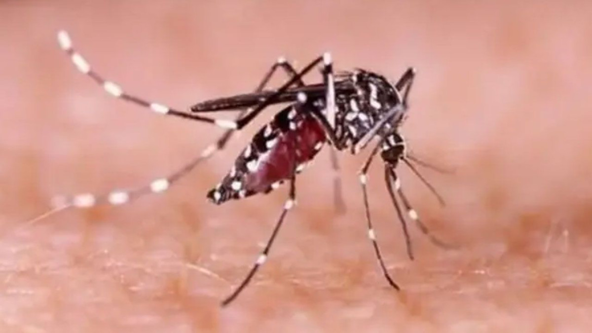 ডেঙ্গু, ডেঙ্গুরোগী, শনাক্ত