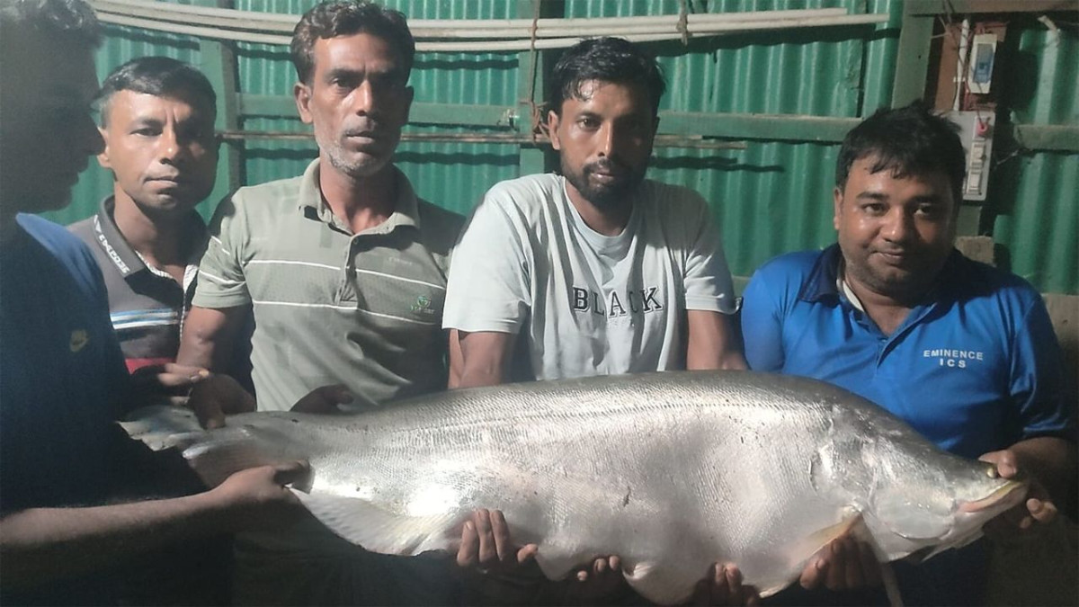 চিতল মাছ, জেলে, বড়শি