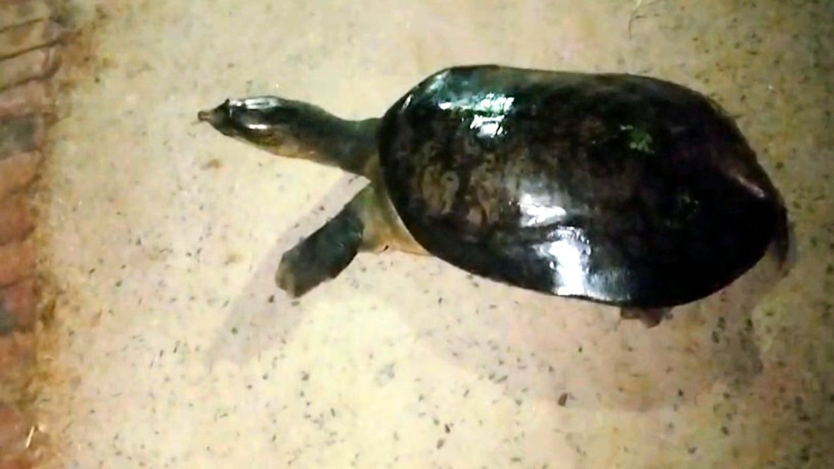 জাবিতে উদ্ধারকৃত কচ্ছপ