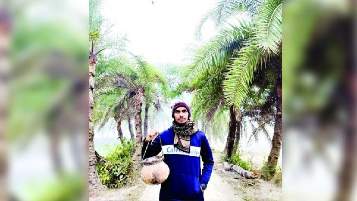 নাচোলে খেজুরের রস সংগ্রহে ব্যস্ত গাছিরা