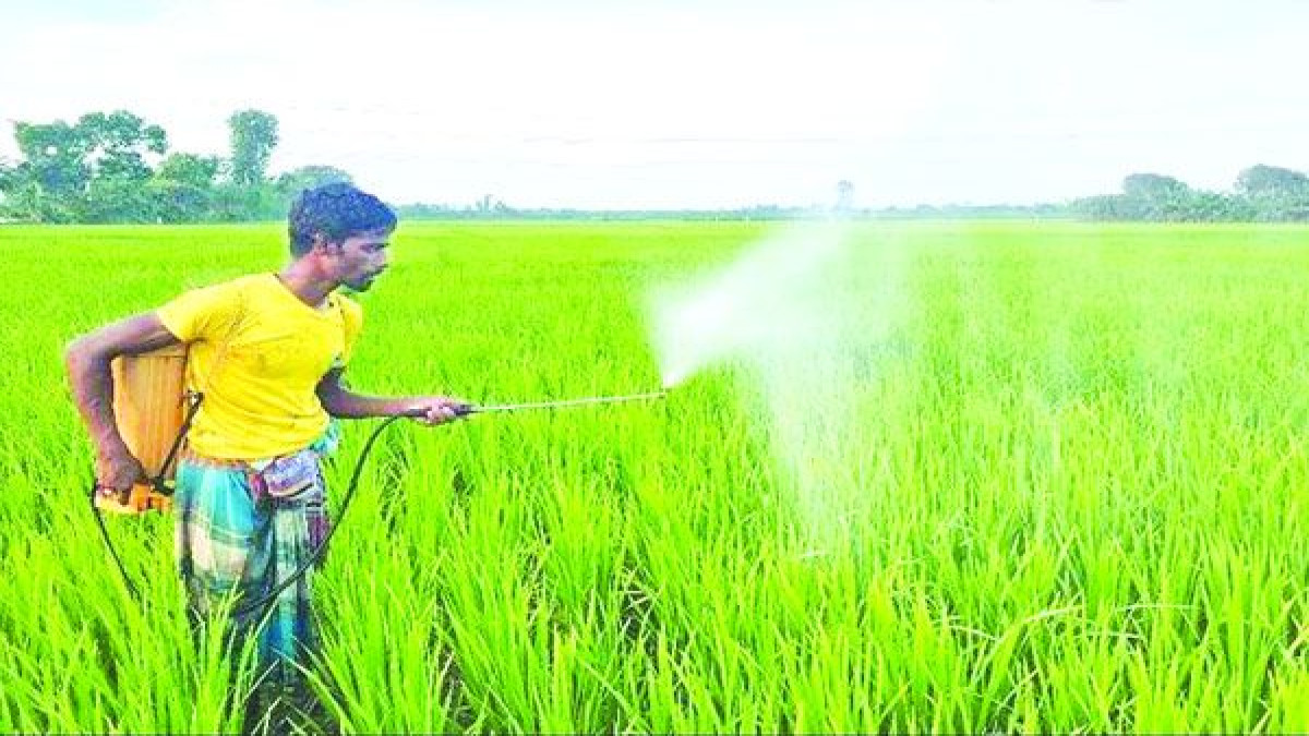 ধানক্ষেতে অতিরিক্ত কীটনাশক ব্যবহার, বাড়ছে স্বাস্থ্যঝুঁকি