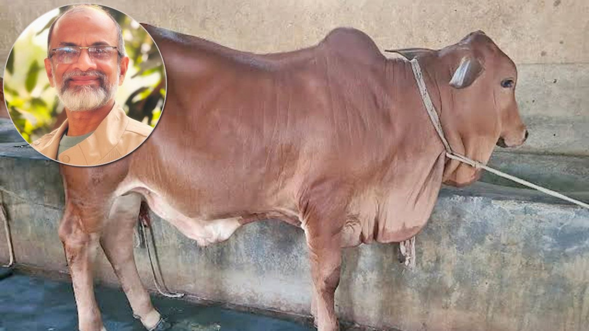 গরুর খাঁটি দুধেও কেন ভেজাল থাকে
