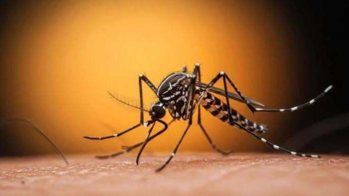 ডেঙ্গুতে ৯ মৃত্যু, হাসপাতালে ভর্তি ১৯৮২
