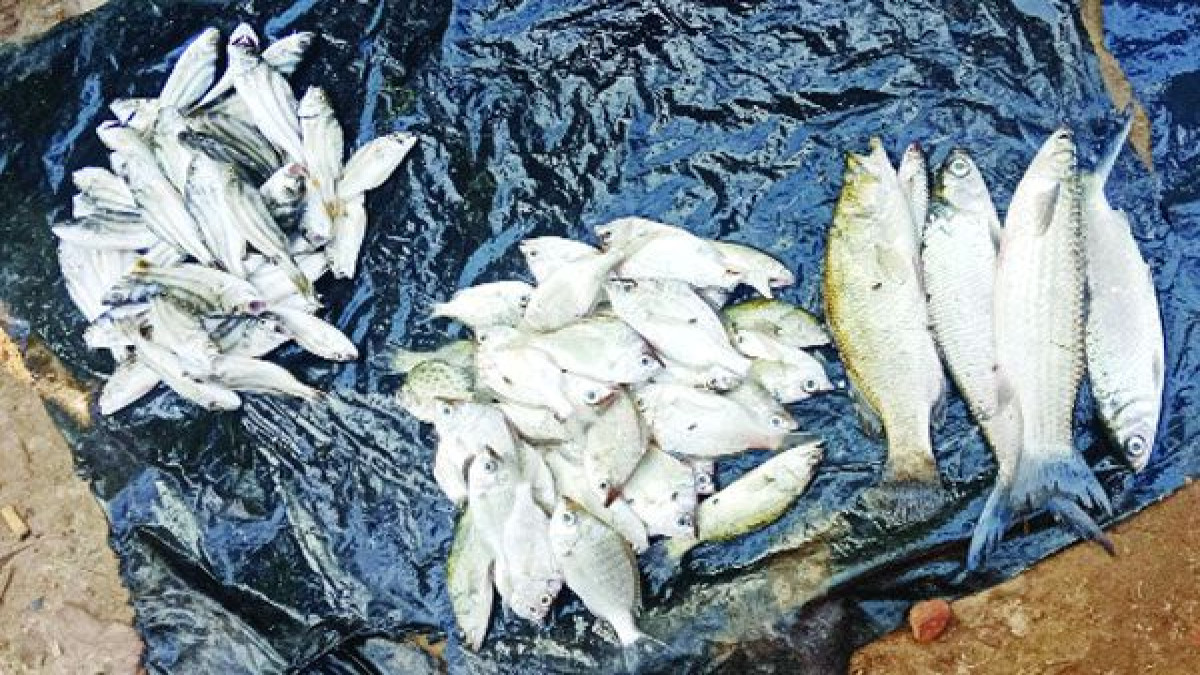 সামুদ্রিক মাছের সঙ্কট মেটাচ্ছে কক্সবাজারের ঘের