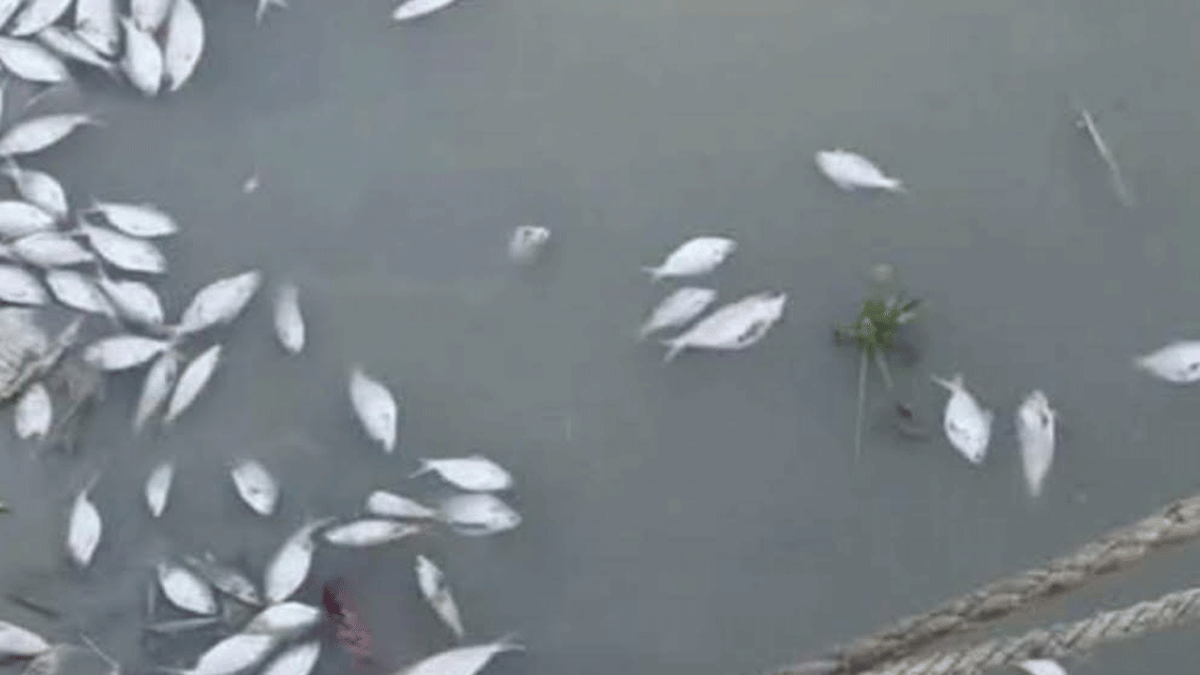 ইলিশ